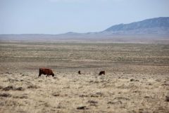 40-acres Rochelle Ranch